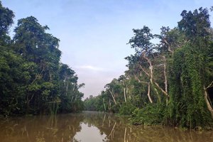 kinabatangan
